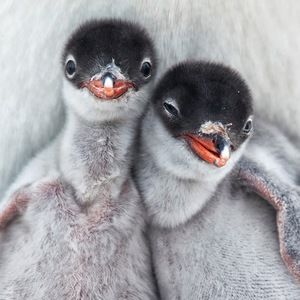 Meet your Posher, Daisy